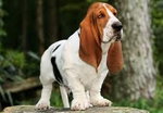 Basset  <3.♥