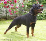 Rottweiler. 