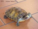 żółwik :)