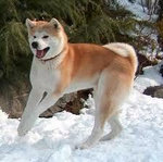 Akita Inu ♥