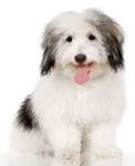 1.coton de tulear