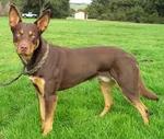 Kelpie Australijski