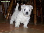 Szczeniaczek West Highland White Terrier !.♥