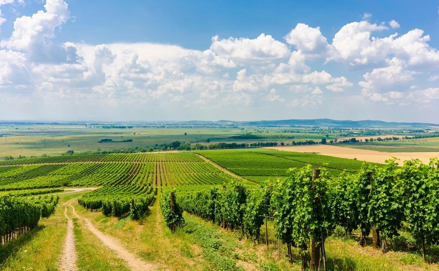 Tokaj - jedna ze stolic węgierskiego winiarstwa