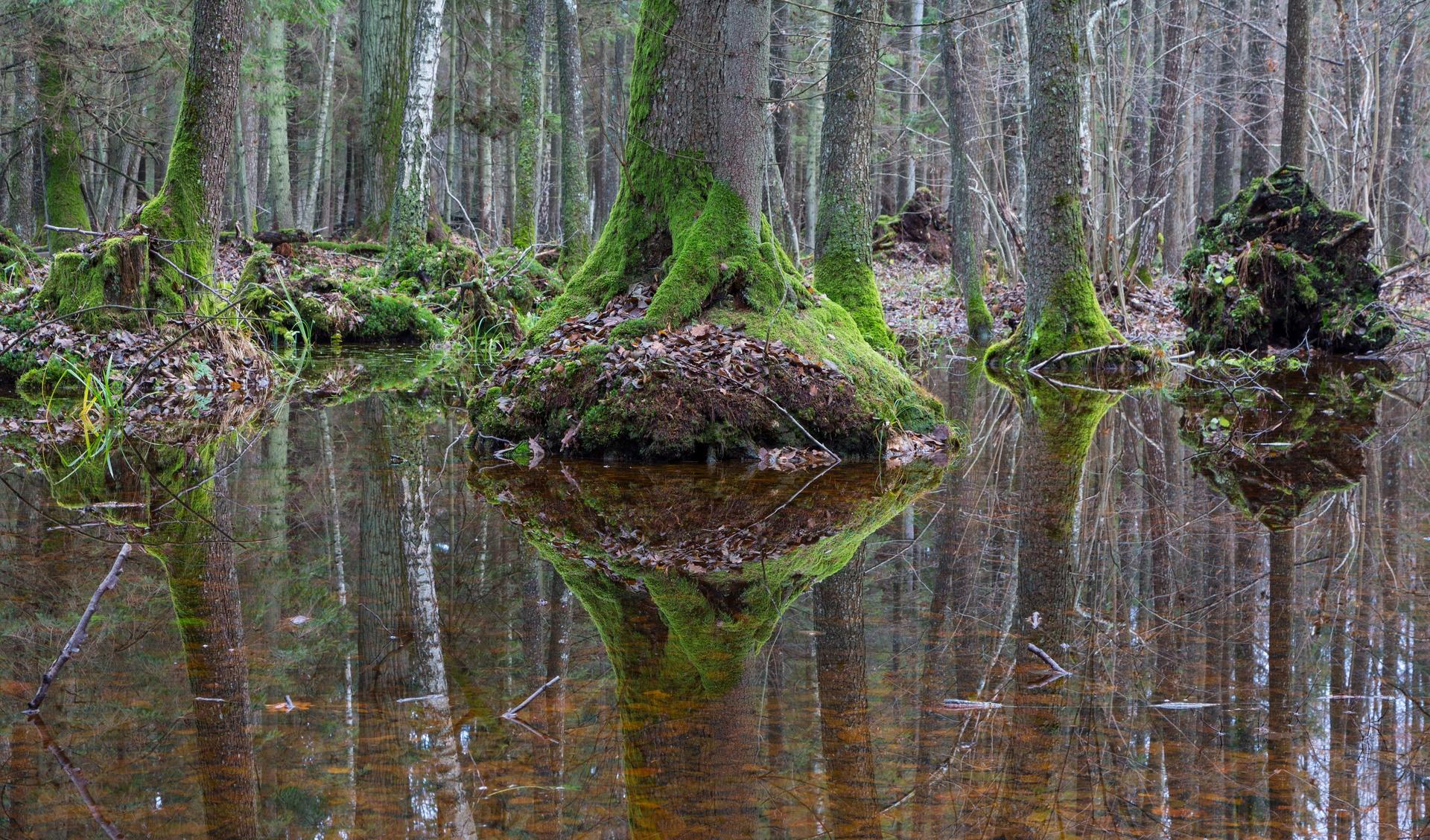 Puszcza Białowieska - ostatni pierwotny las Europy