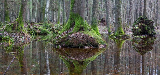 Puszcza Białowieska - ostatni pierwotny las Europy