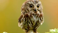 Spiel: Animal Hidden Stars