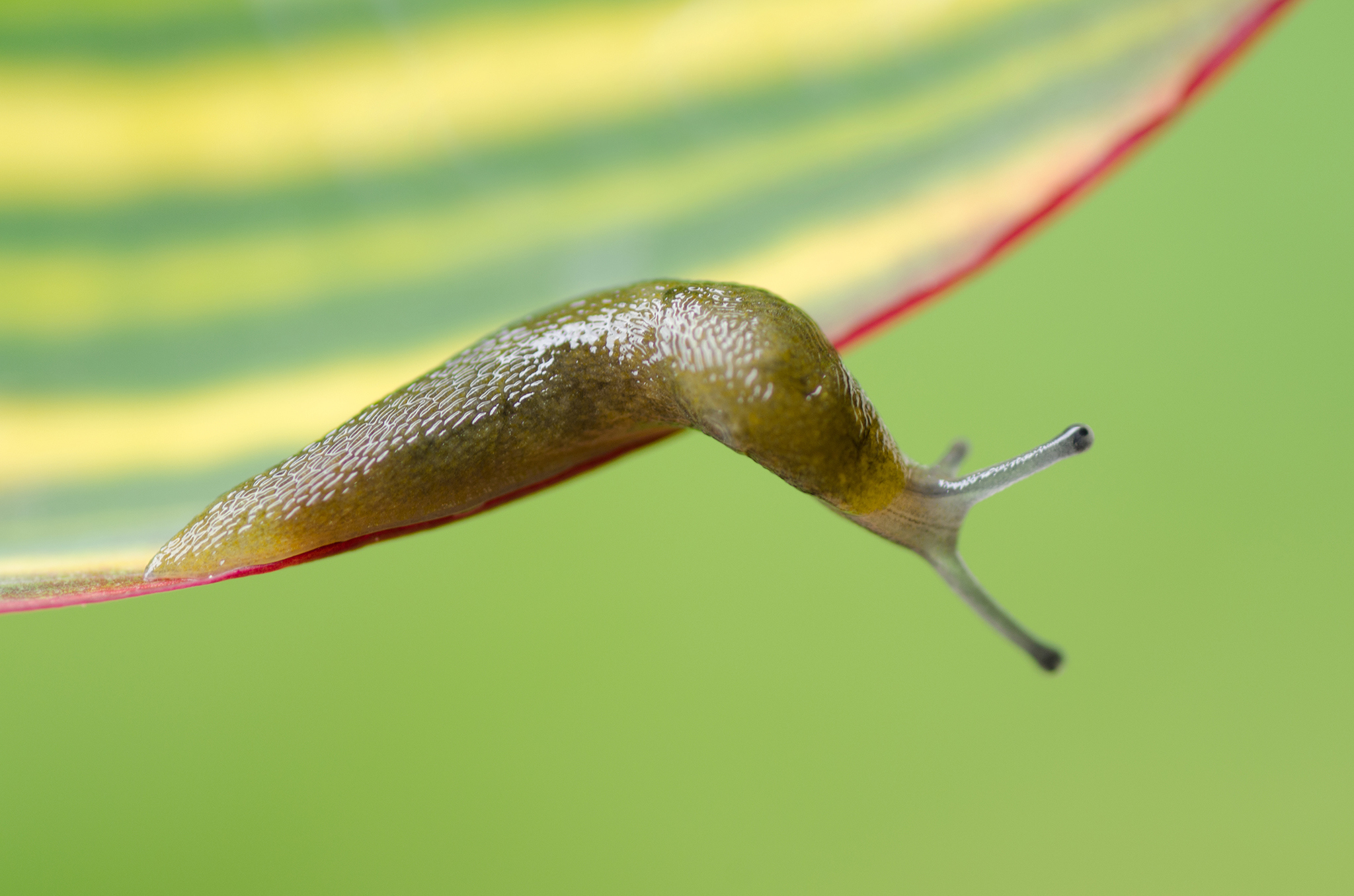 Így tartsd távol a csigákat a kertből: ezek a leghatásosabb módszerek -  Blikk Rúzs