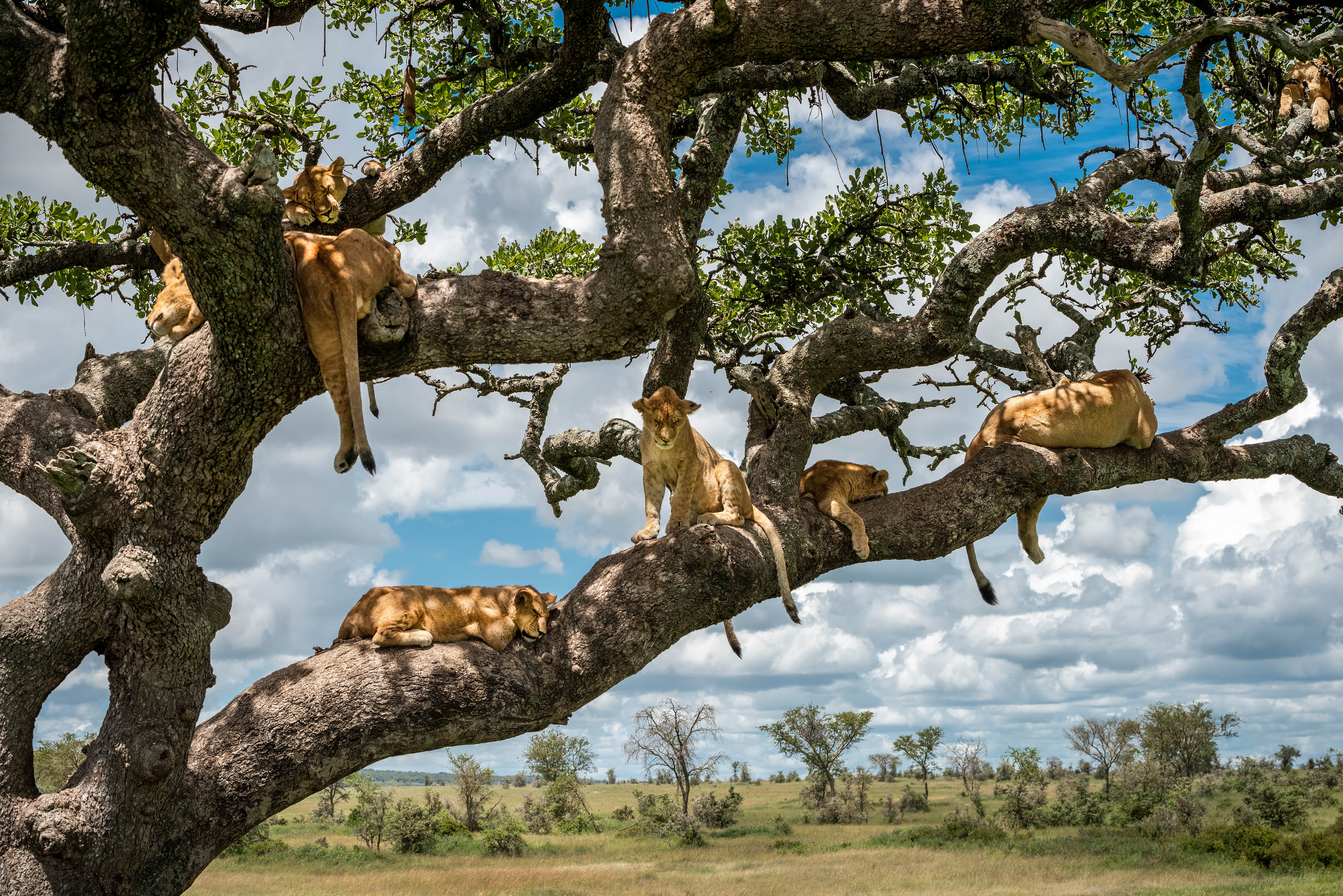 В мире живут дикие. Лев на дереве. Звери на деревьях. Животные под деревом.
