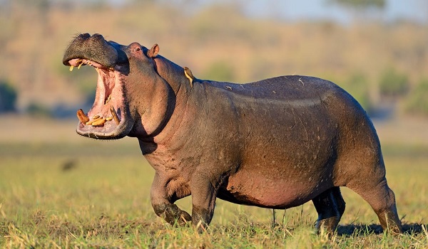 Hippopotamus attacks, kills Nigerian pregnant woman