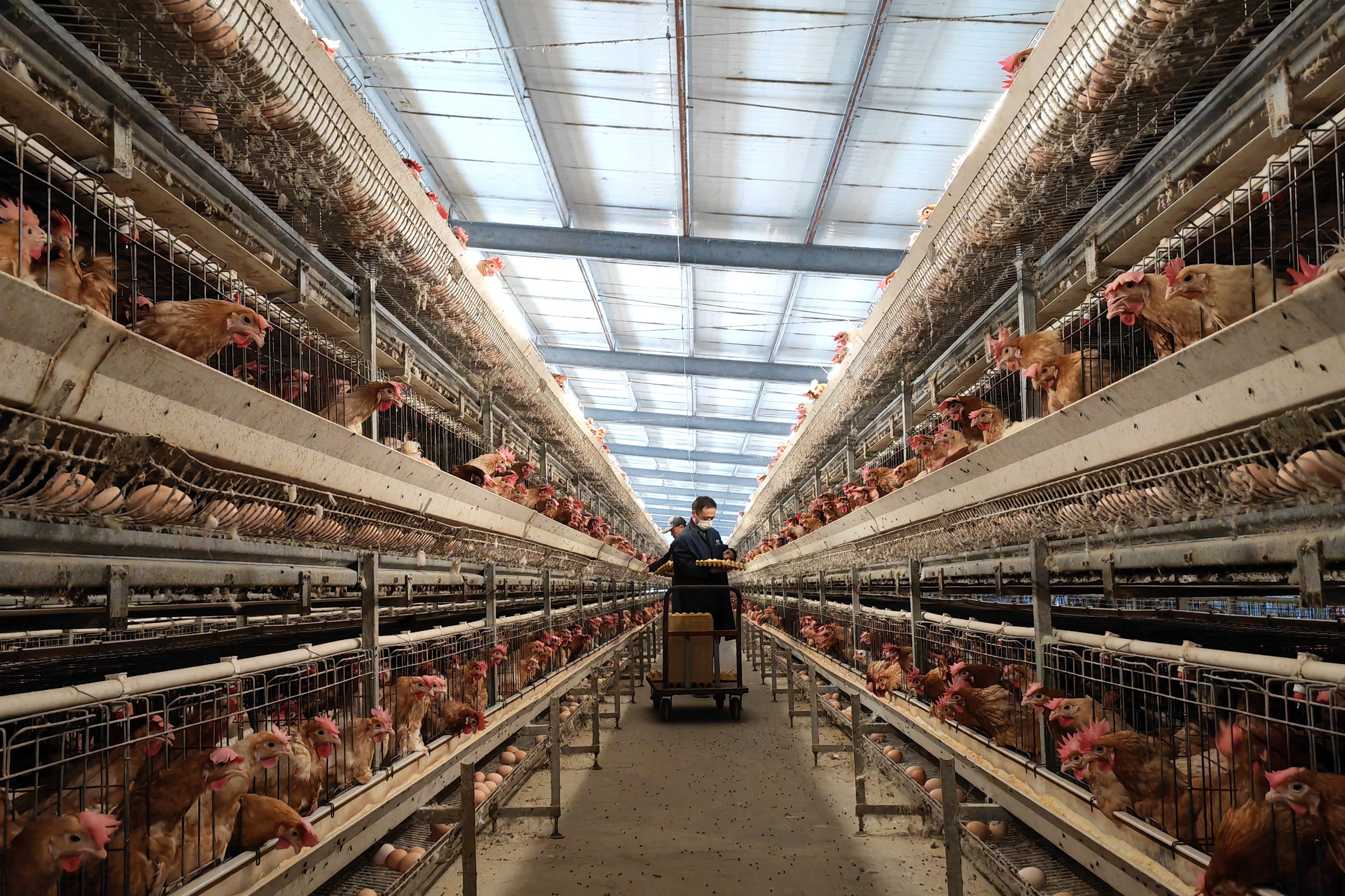 Chinese $900 million poultry deal faces setback in Nigeria as farmers push back