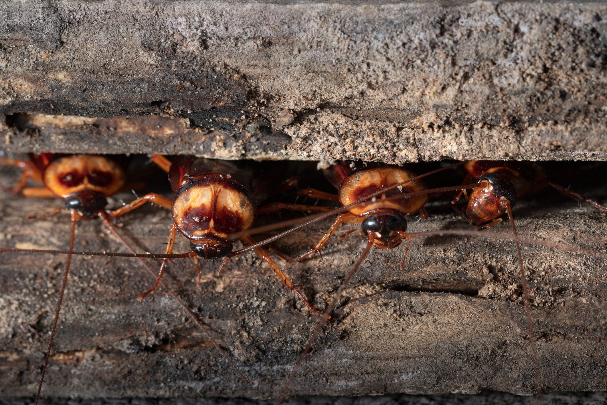 Cockroaches