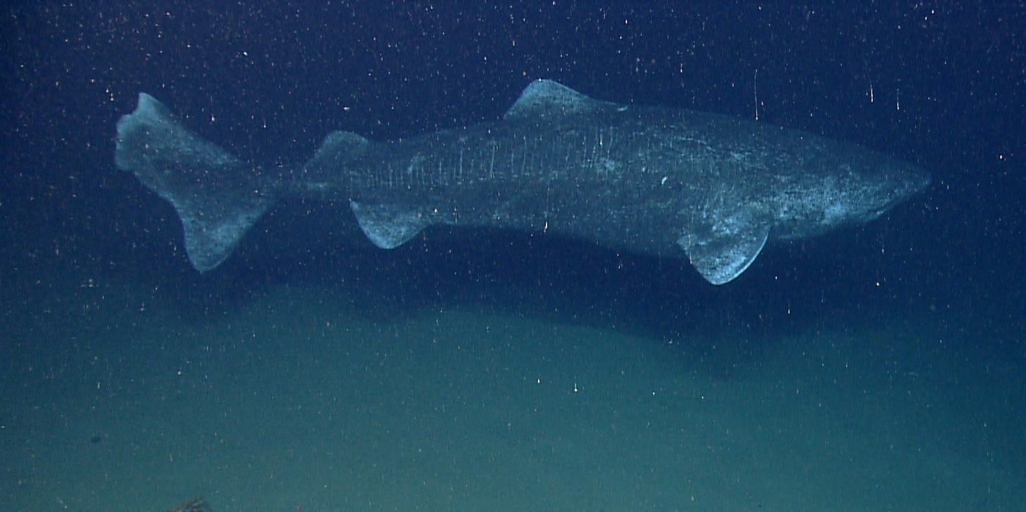 Greenland shark [NOAA]