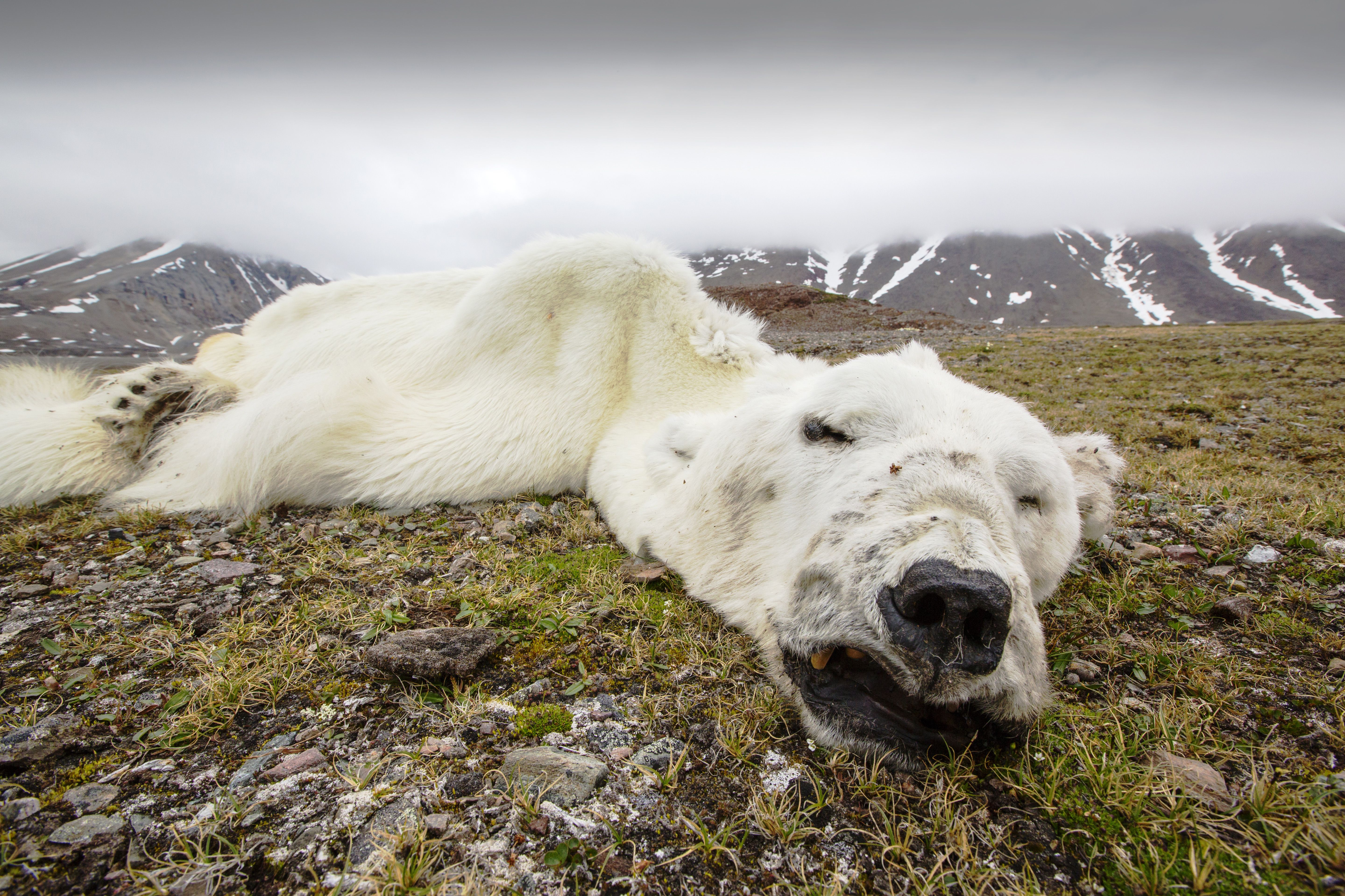 Правда тундры. Полярный медведь глобальное потепление. Белые медведи на Аляске 2023. Белые медведи вымирают. Новая земля животные.
