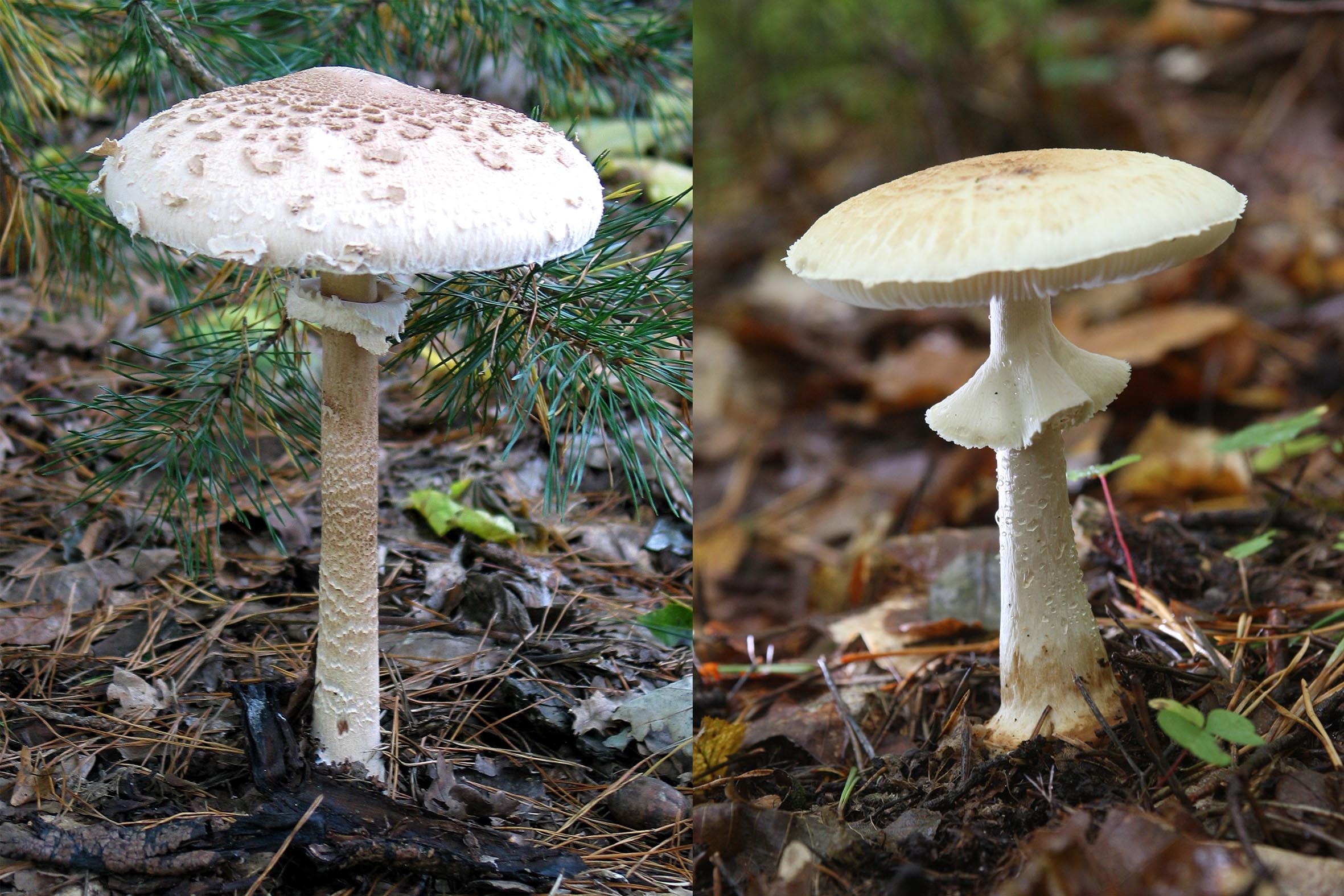 Atlas grzybów: grzyby jadalne są bardzo podobne do trujących