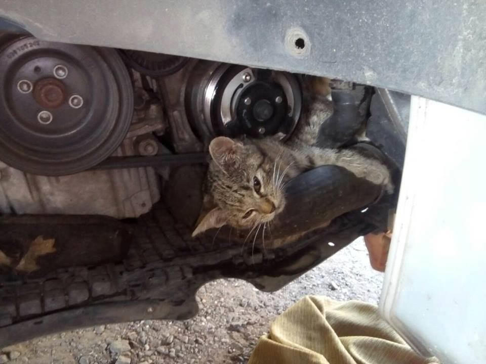 Ékszíj kapta el a motorháztető alá szorult cicát Fóton - az állatvédők  vágták ki - Blikk