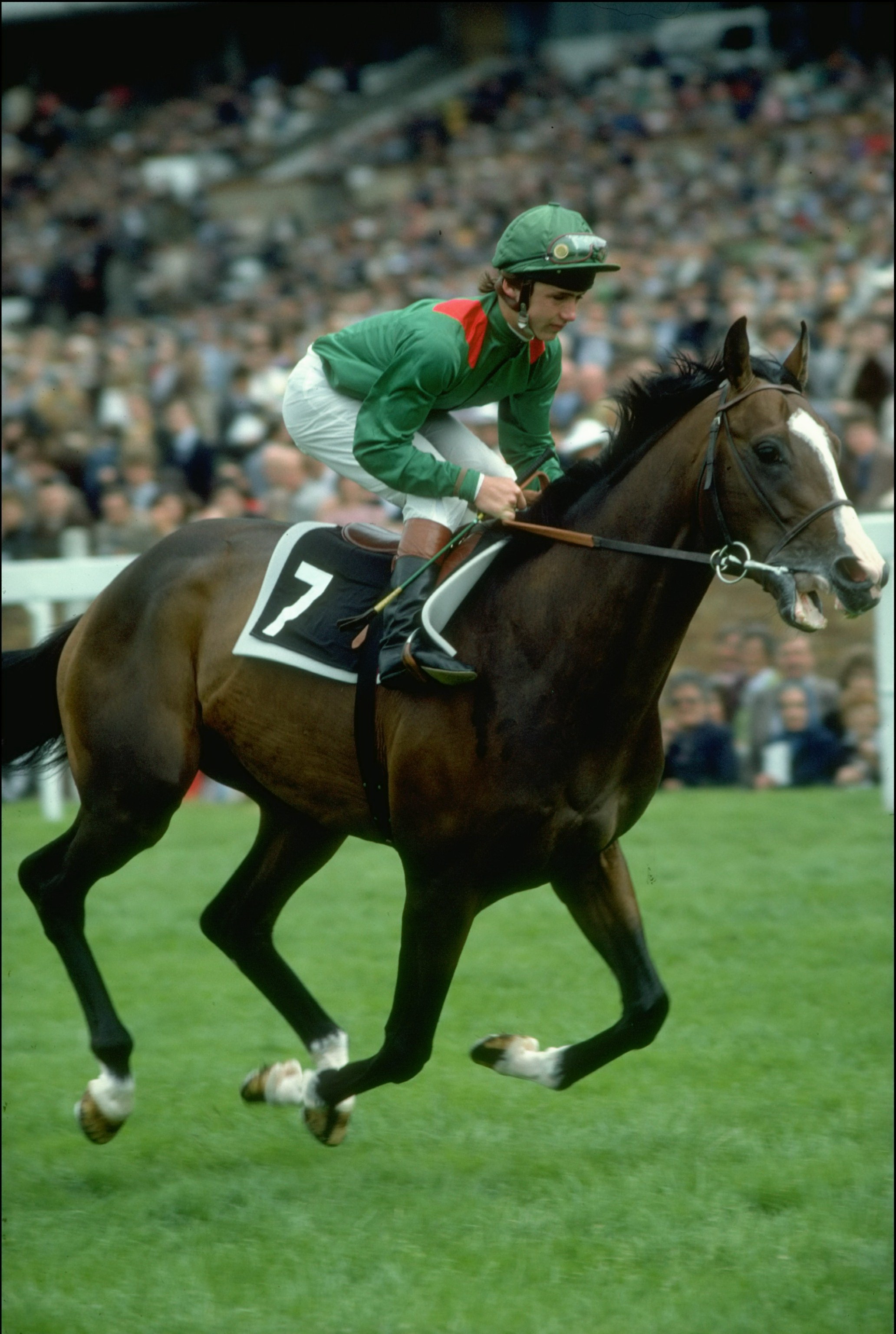 Шергар. Конь Шергар. Богач le Ruffian 1983. Скаковая лошадь Шергар.