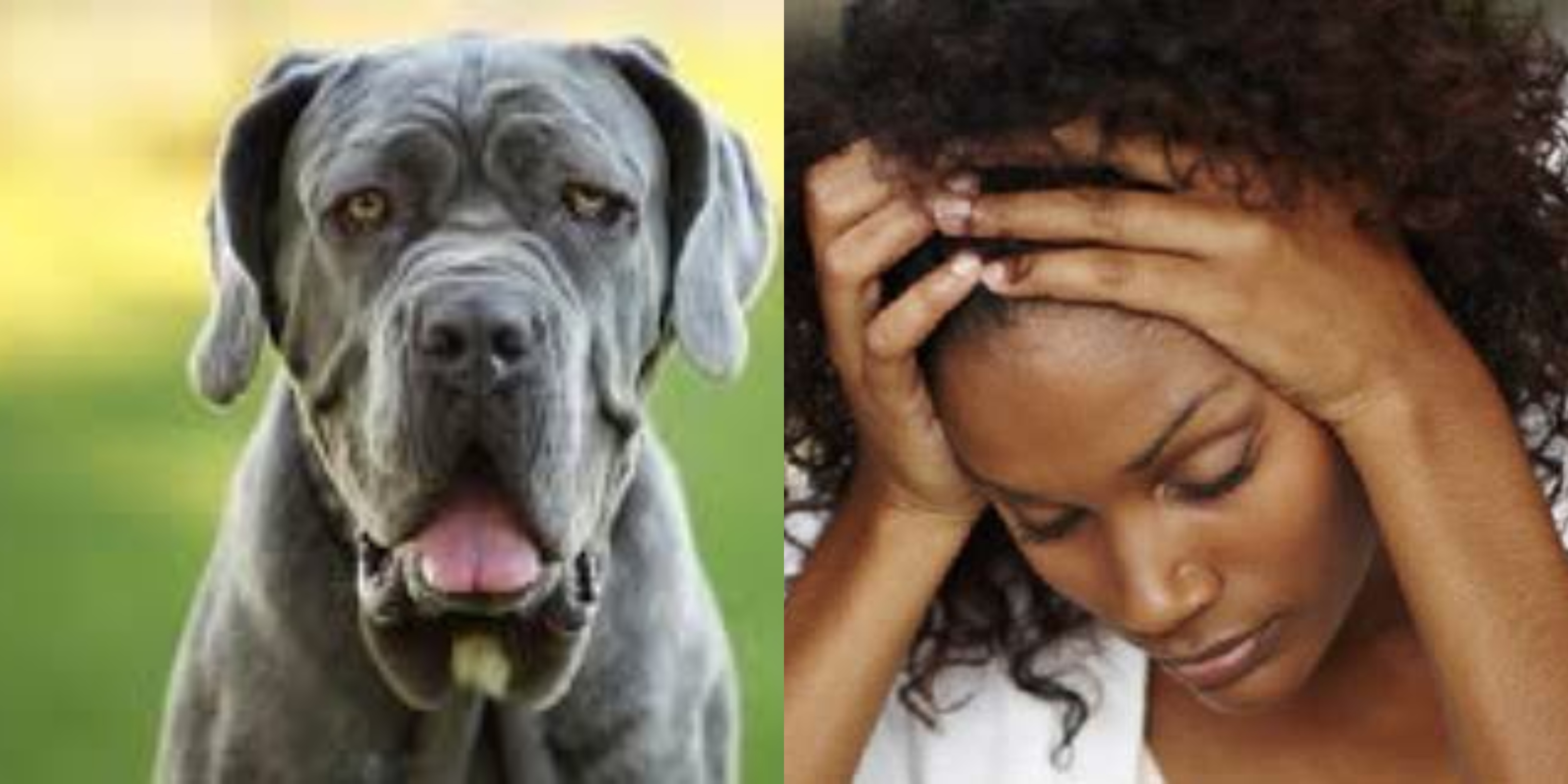 I had 3 head-cracking orgasms during sex with a dog, now I get wet whenever  I see dogs” - Student seeks advice | Pulse Ghana