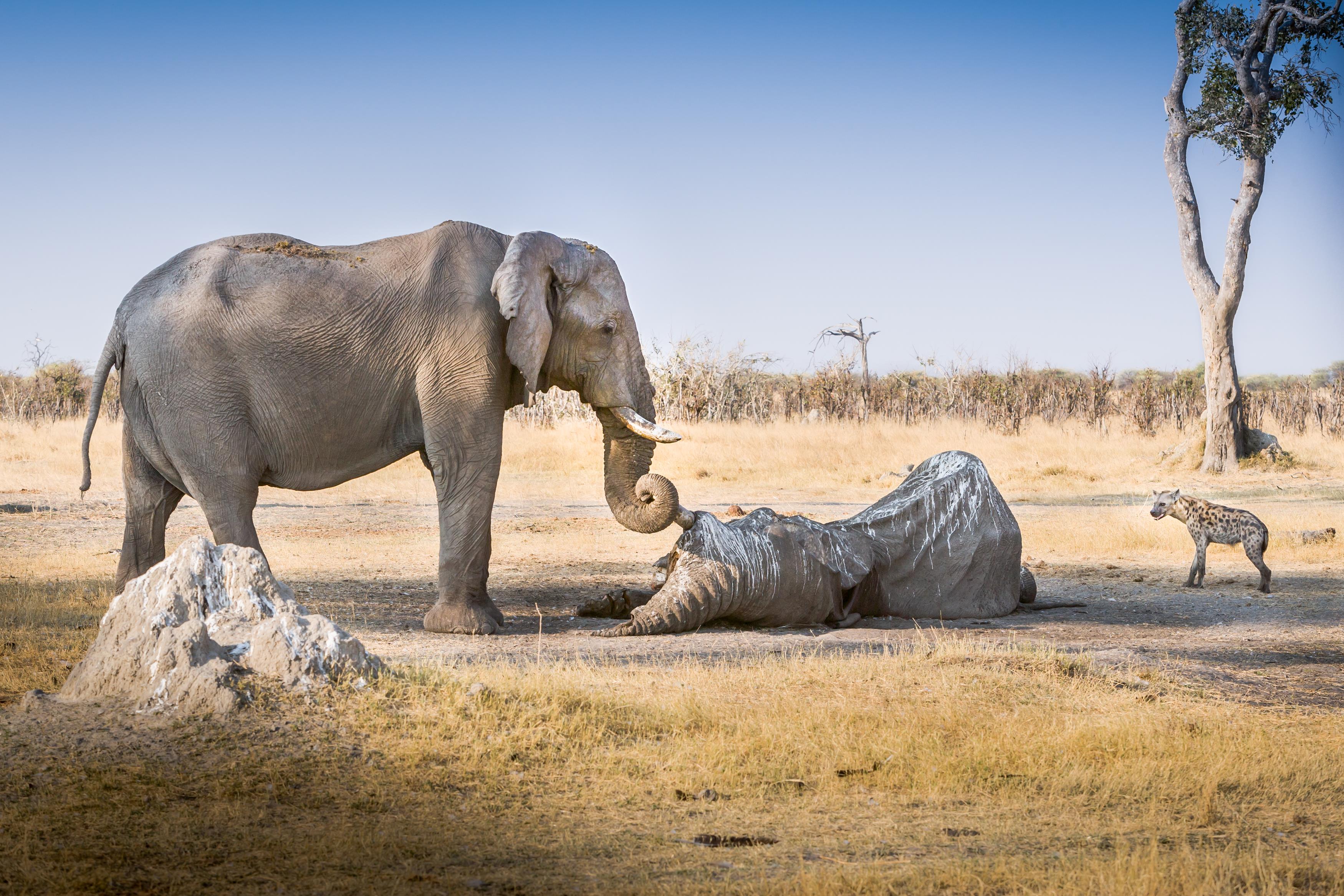 Żałobna parada słoni | Newsweek