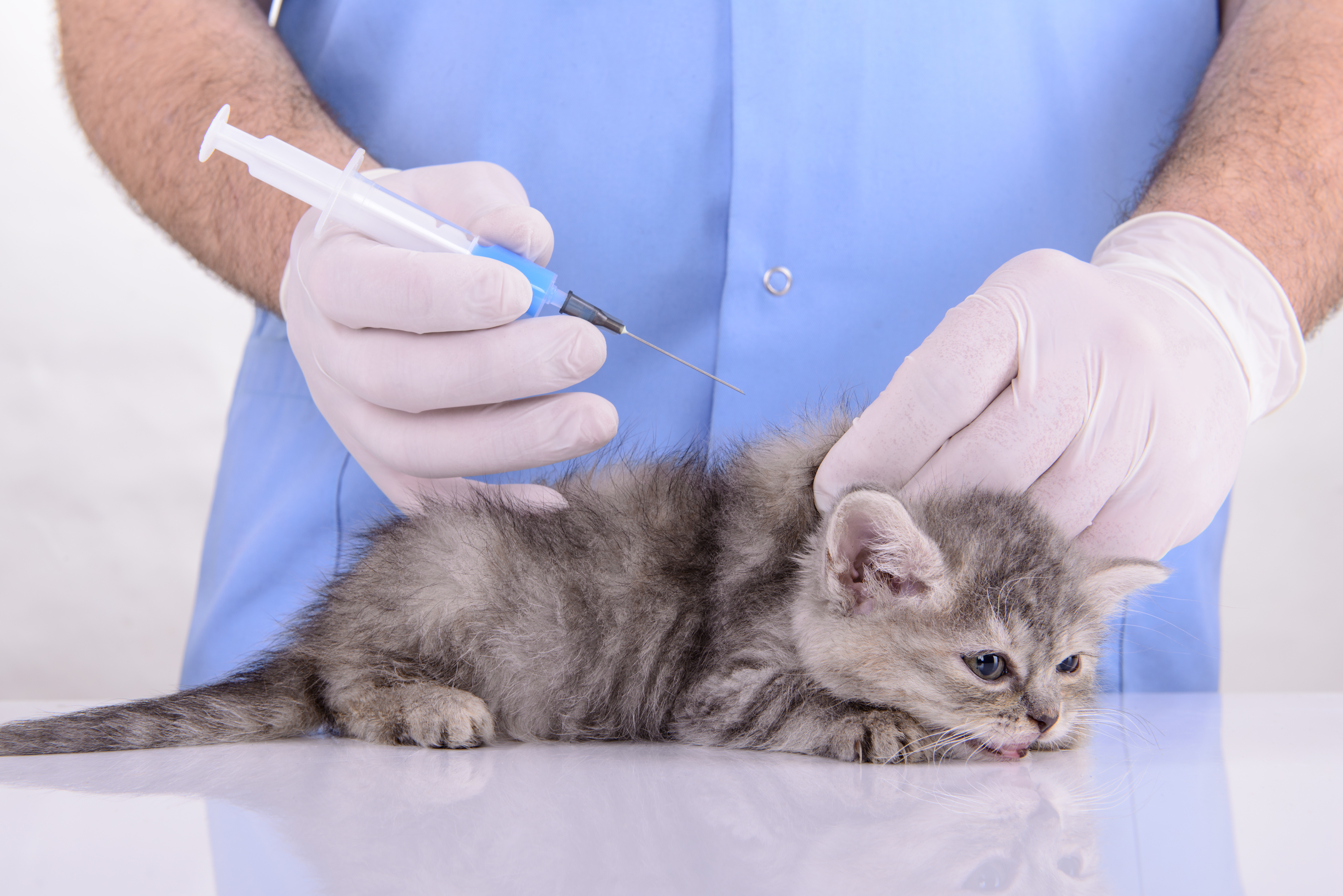 Котята прививки во сколько. Вакцинация кошек. Прививка котенку. Прививка для кошек.