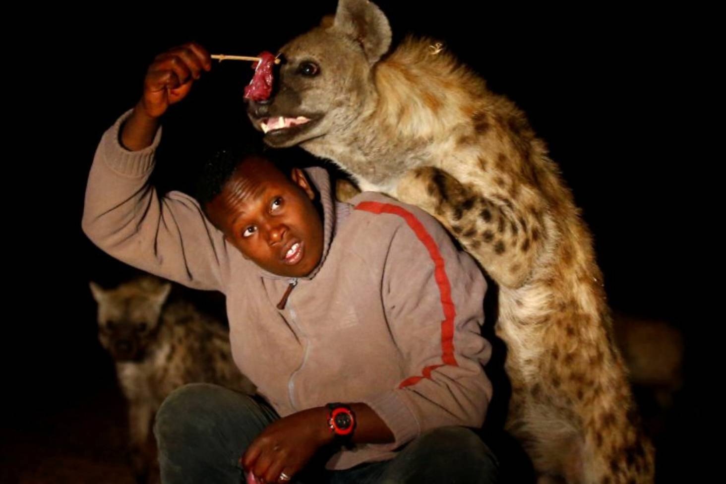 The spotted hyena being eaten extinction humans Pulse Nigeria