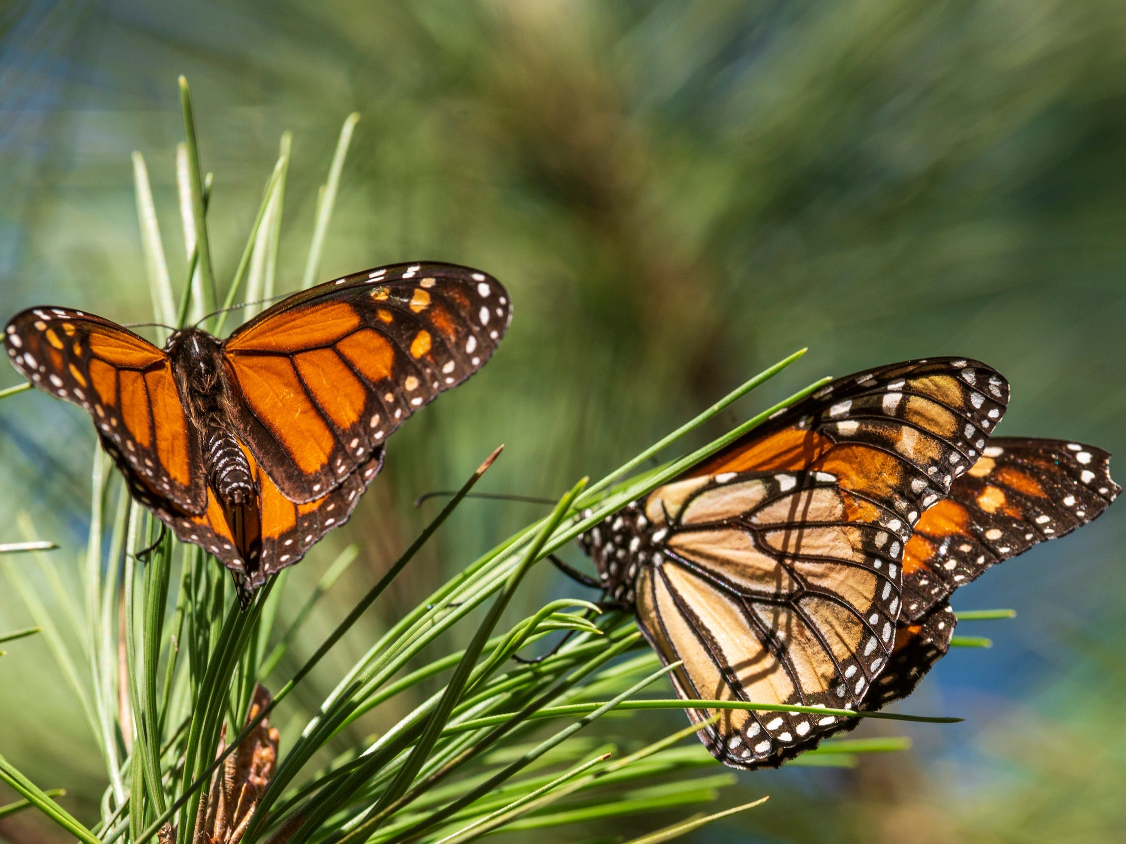 Creating butterfly-friendly gardens [Nic Coury/AP Photo]