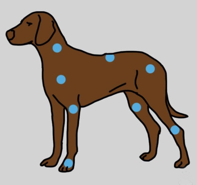 7 egyértelmű tünet, ami azt jelzi, kutyádnak ízületi gyulladása van - Blikk  Rúzs