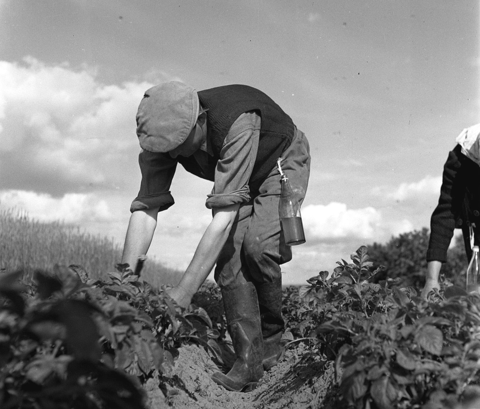 Znalezione obrazy dla zapytania akcja zbierania stonki ziemniaczanej