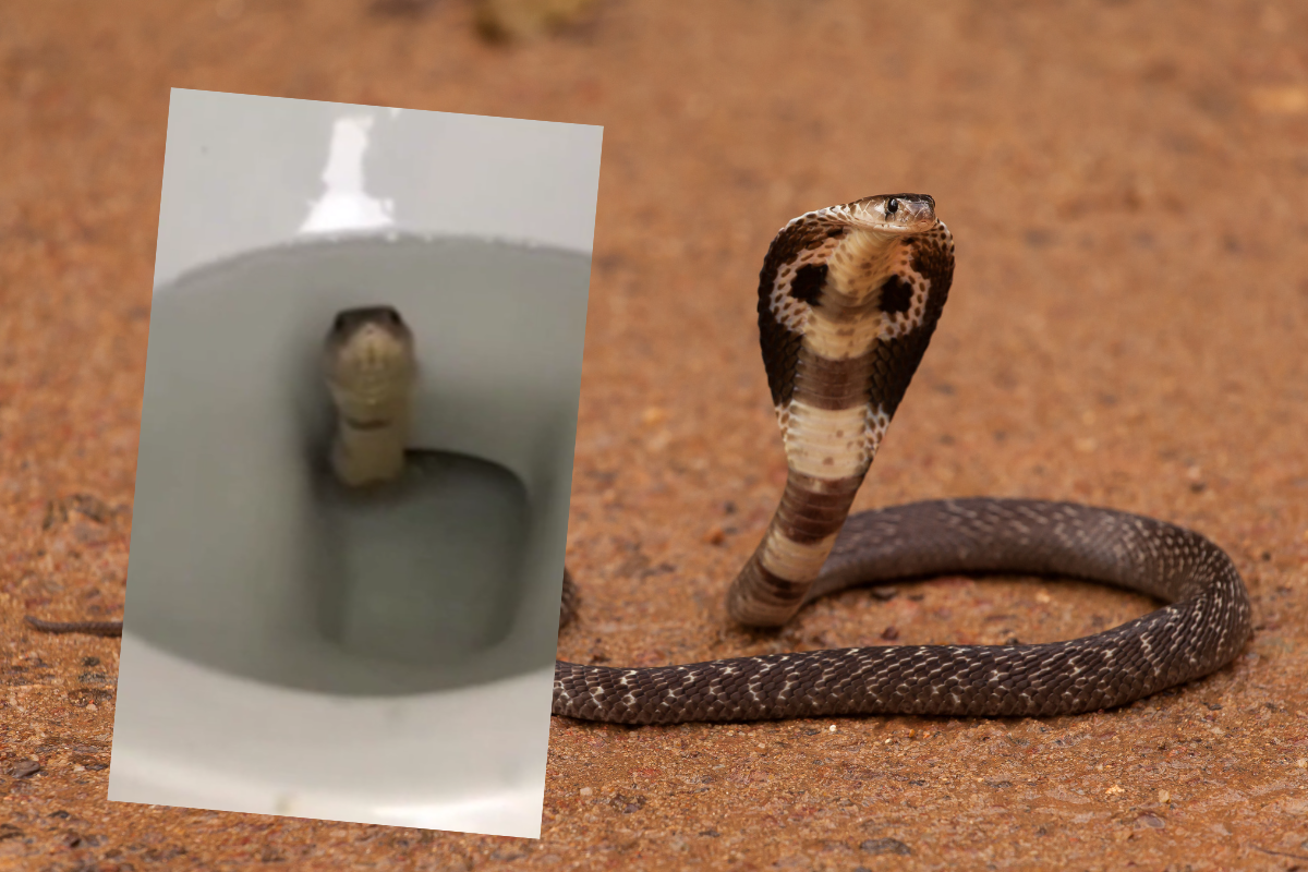 Kambodża. Mężczyzna znalazł kobrę w muszli klozetowej - Podróże