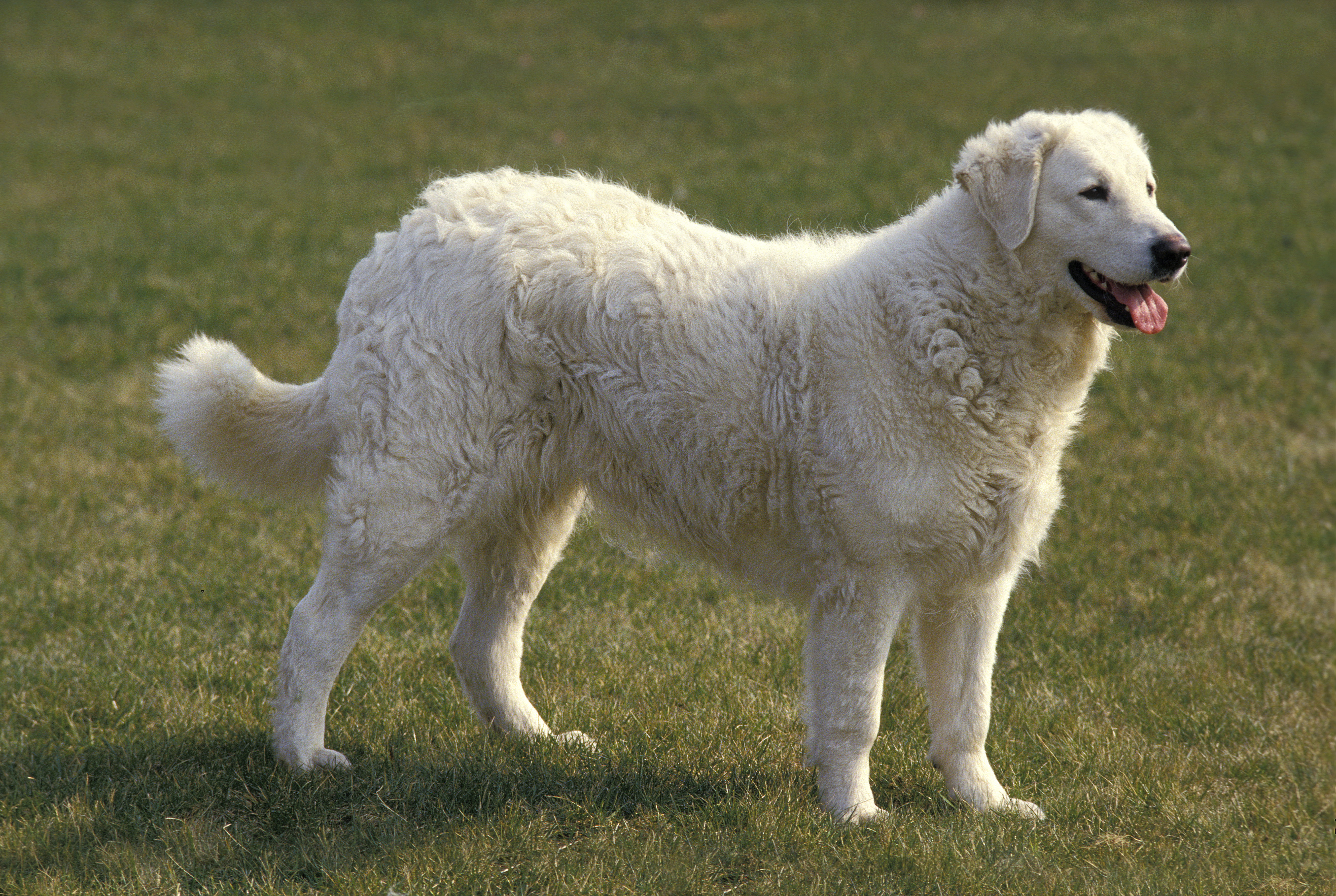 Крупная белая порода собак. Порода собак венгерский кувас. Кувас венгерский кувас. Кувас овчарка. Кувас анатолийский собака.