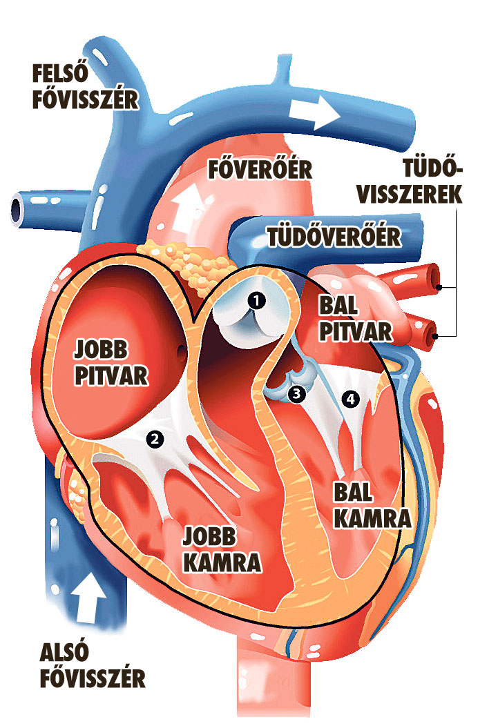 új szív-egészségügyi irányelvek a csontokhoz