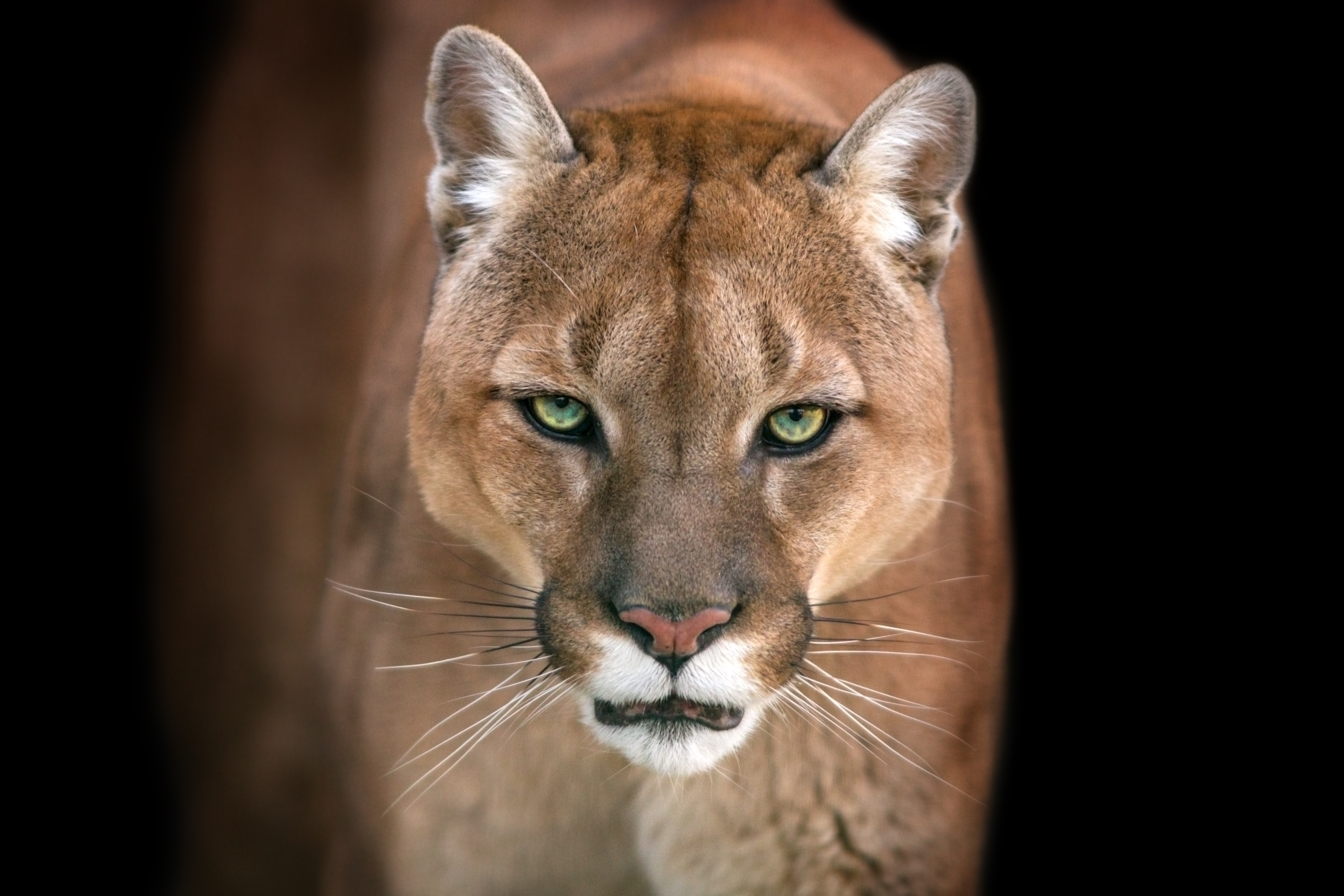 Puma uciekła z prywatnego zoo pod Pragą - Podróże