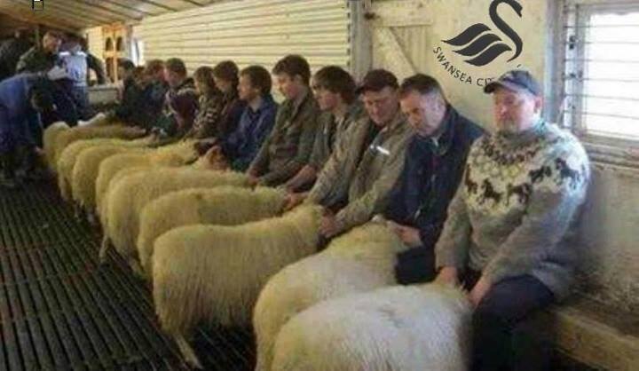 Having sex with a animal galleries 82