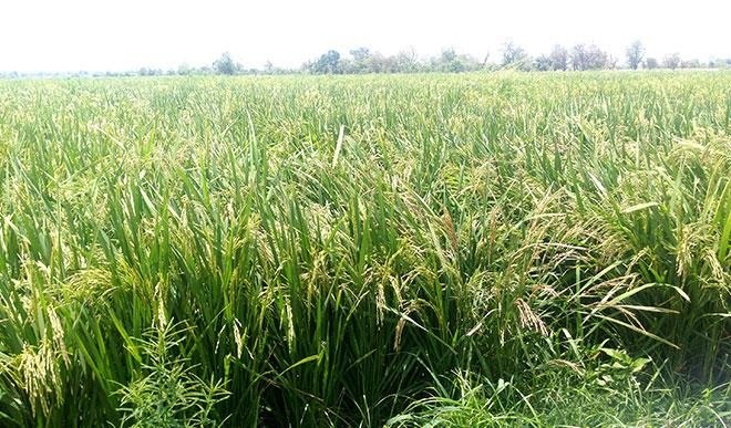 Here are top 10 rice-producing countries in Africa