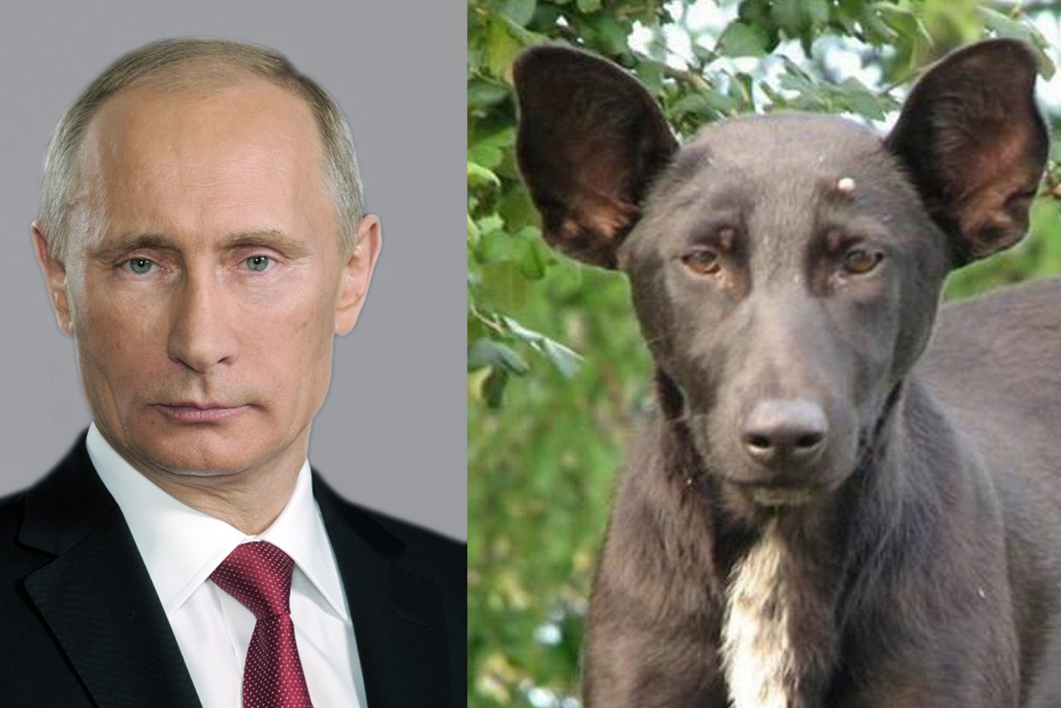 Владимир Путин собака двойник