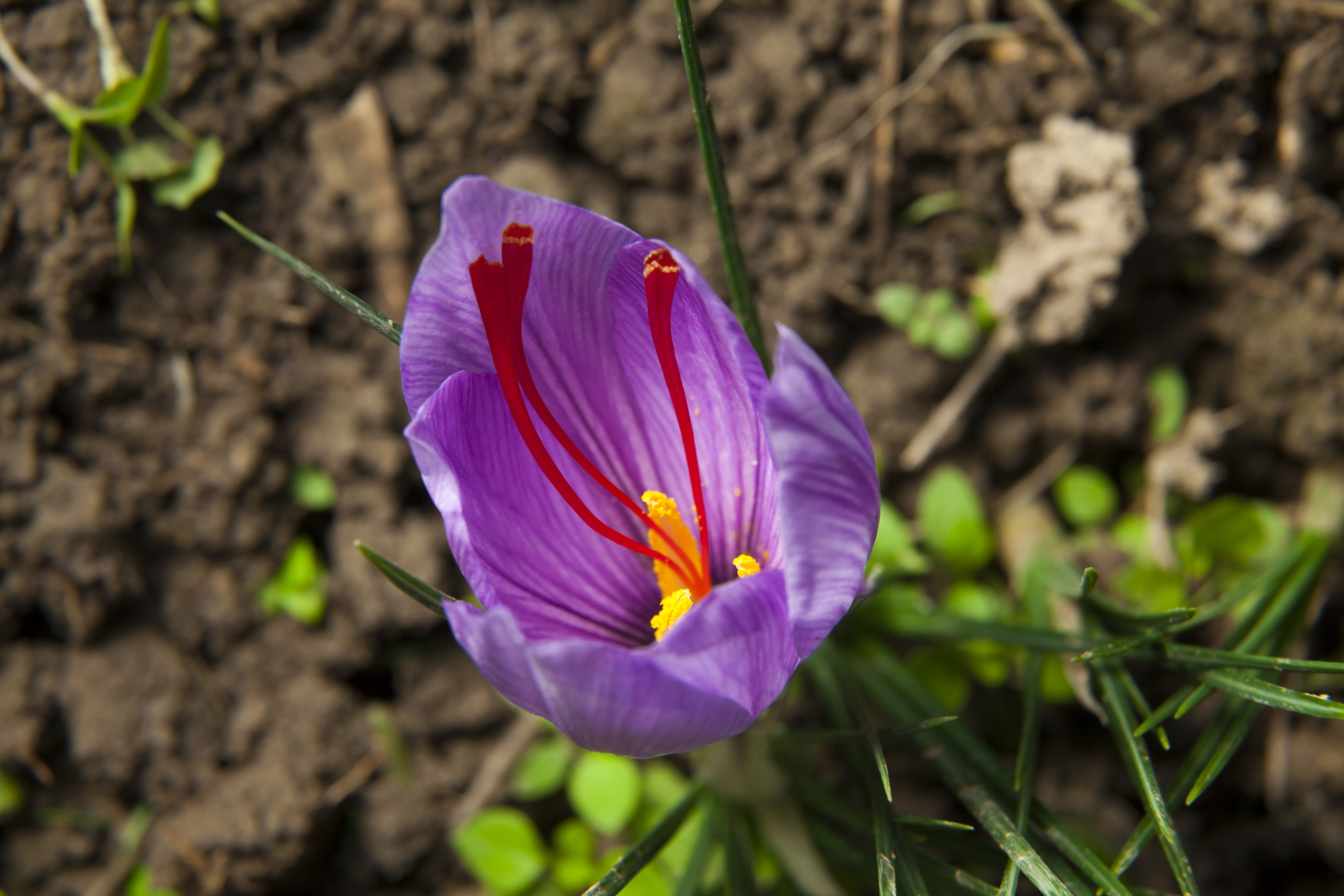 Шафран видео. Шафран цветок. Шафран садовый цветок. Рокус (Шафран) посевной (Crocus sativus). Шафраны цветы высокие.