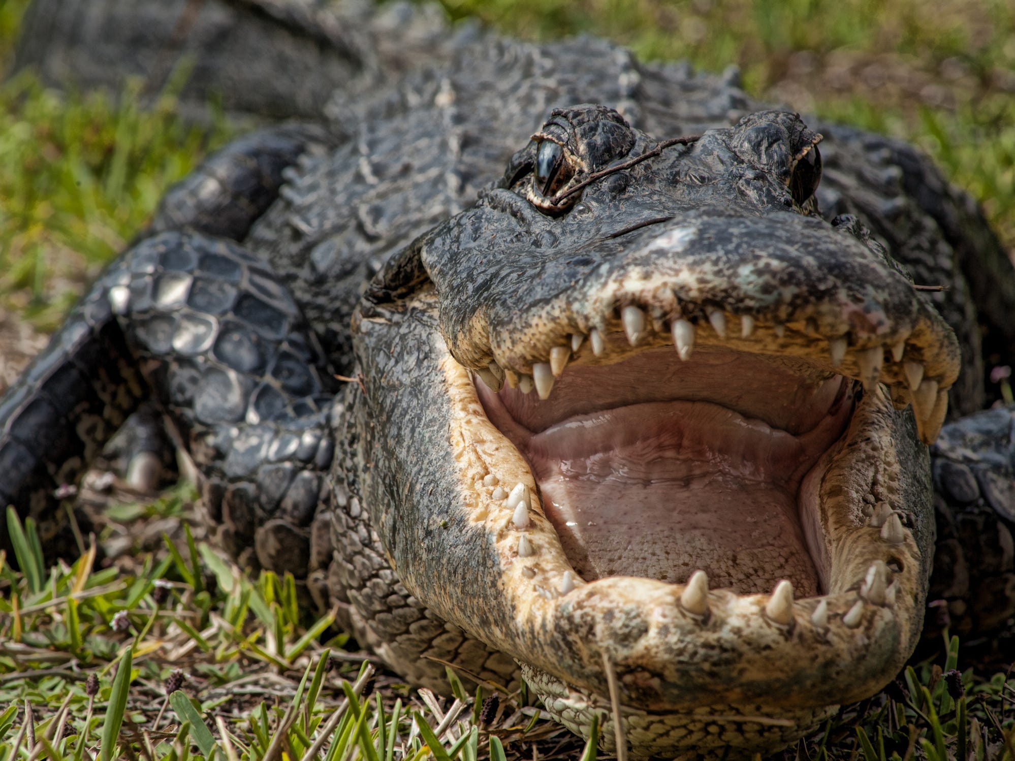 Romano gators (real crocodile) Good morning!! It main image 2