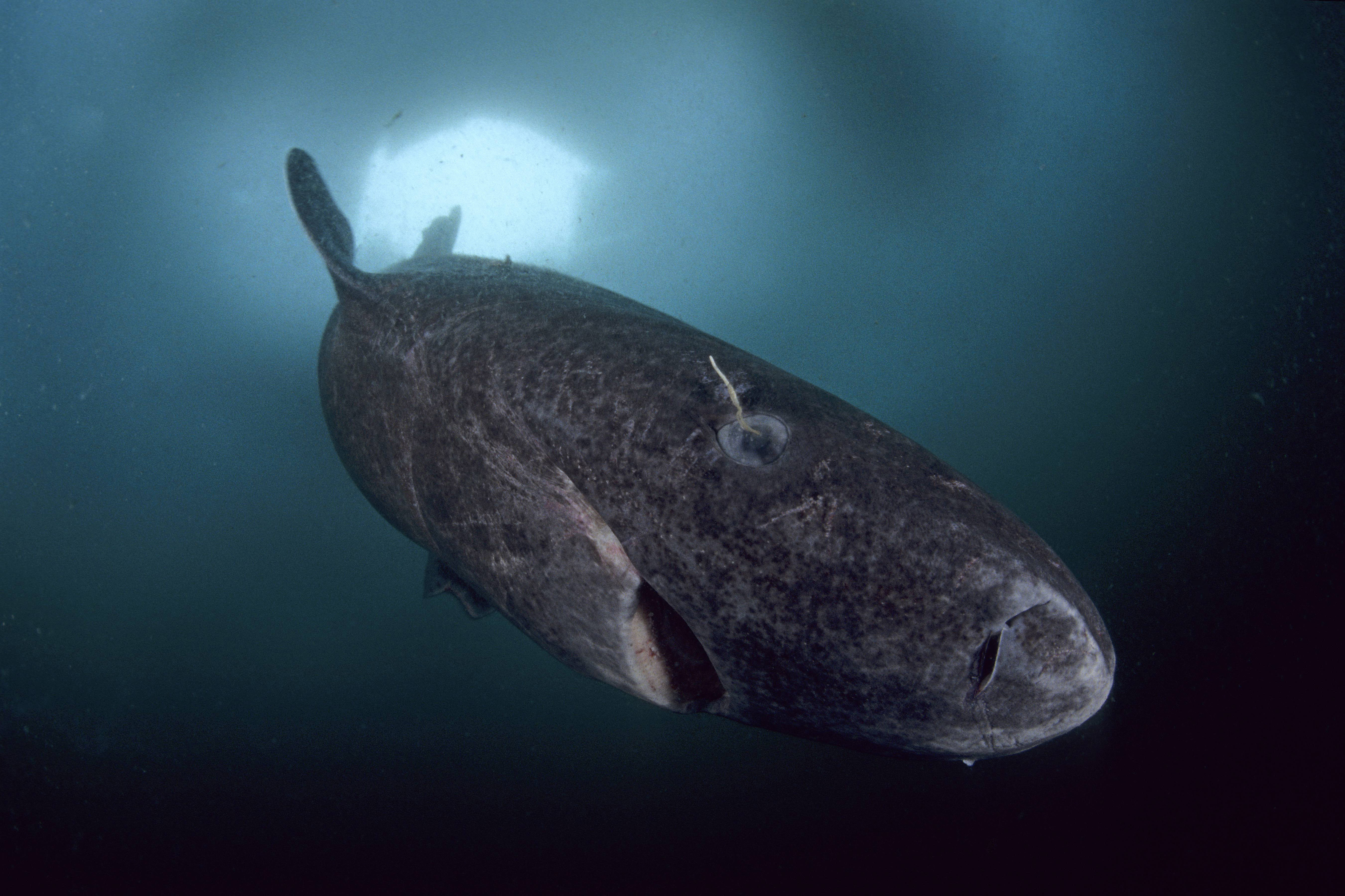 Старейшее живое существо. Гренландская Полярная акула. Голландская Полярная акула. 392-Летняя гренландская Полярная акула. Гренландская акула 512 лет.