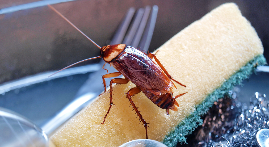 Quelques astuces pour vous débarrasser des cafards dans vos maisons