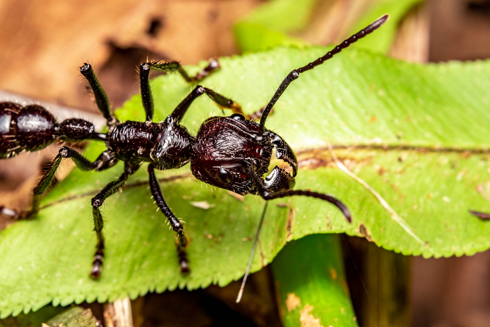 Najniebezpieczniejsze mrówki świata - Facet