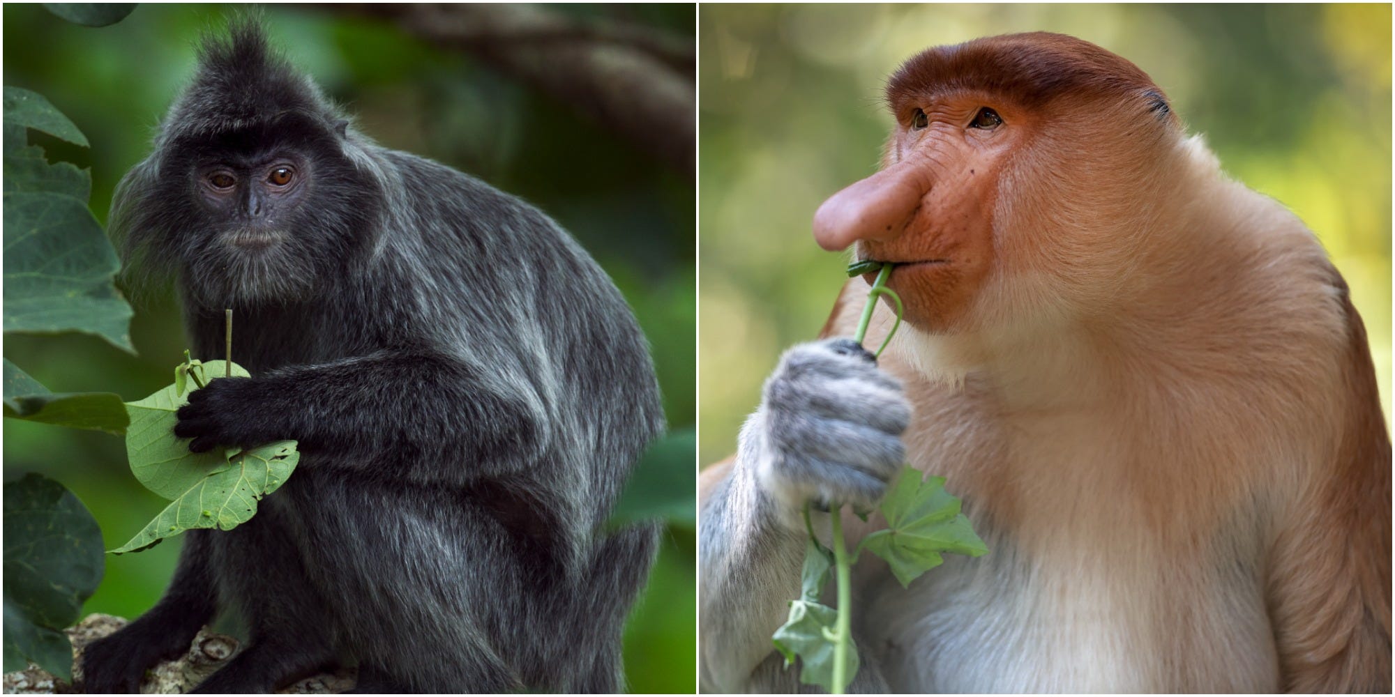 Is the world's most popular lab monkey vanishing—or flourishing