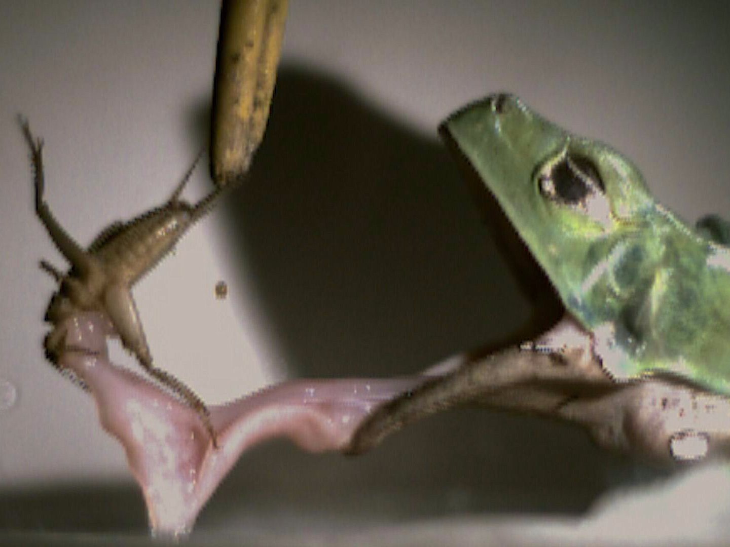 Slow-motion footage reveals the unique way frog's capture their prey