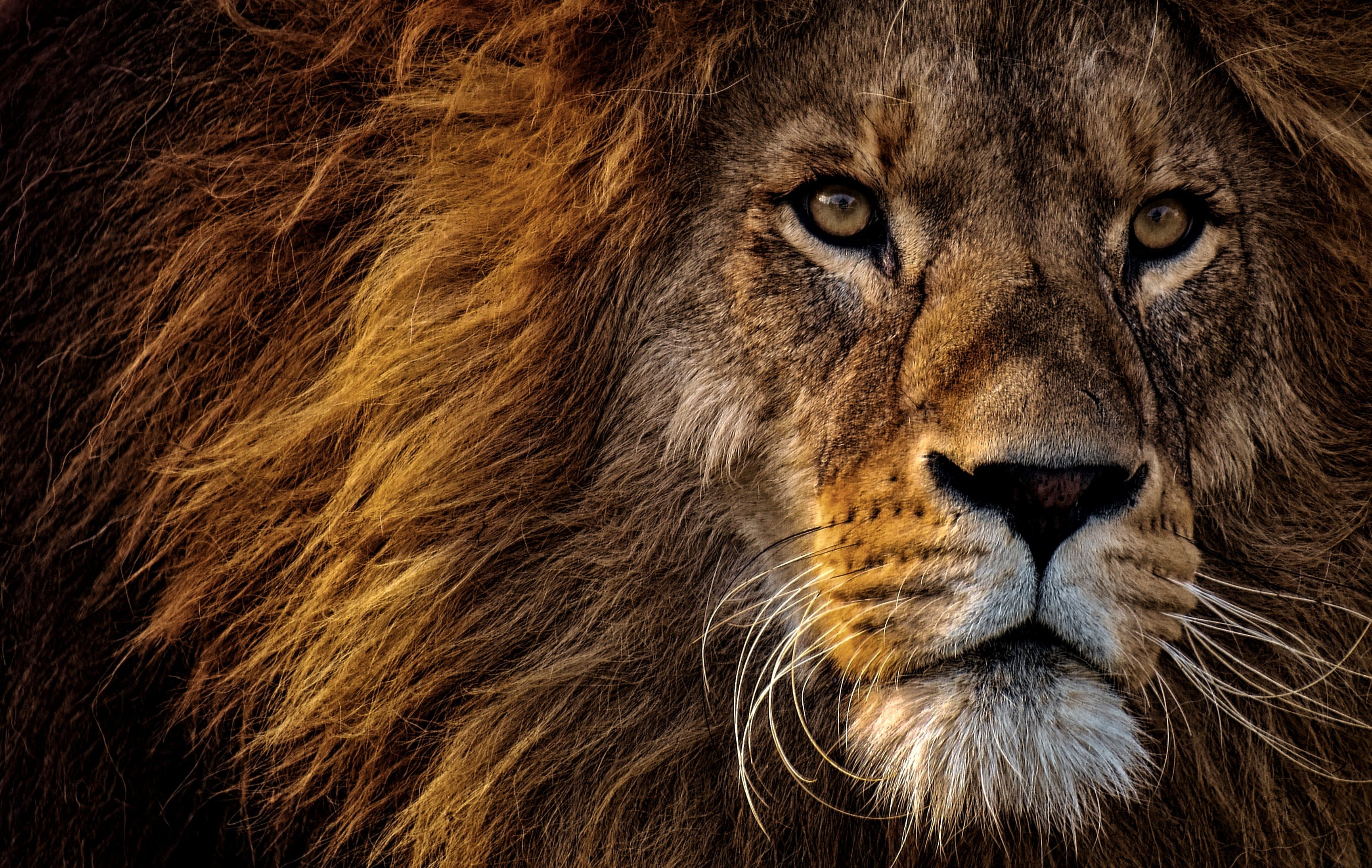 Lions vs. Tigers: Are lions truly the kings of the jungle?