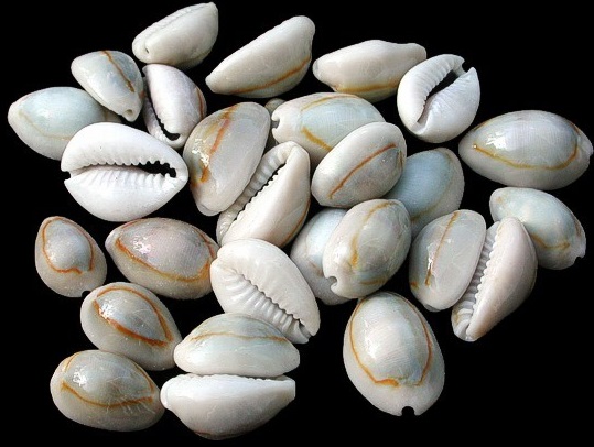 Health Benefits of Natural Cowrie Shells
