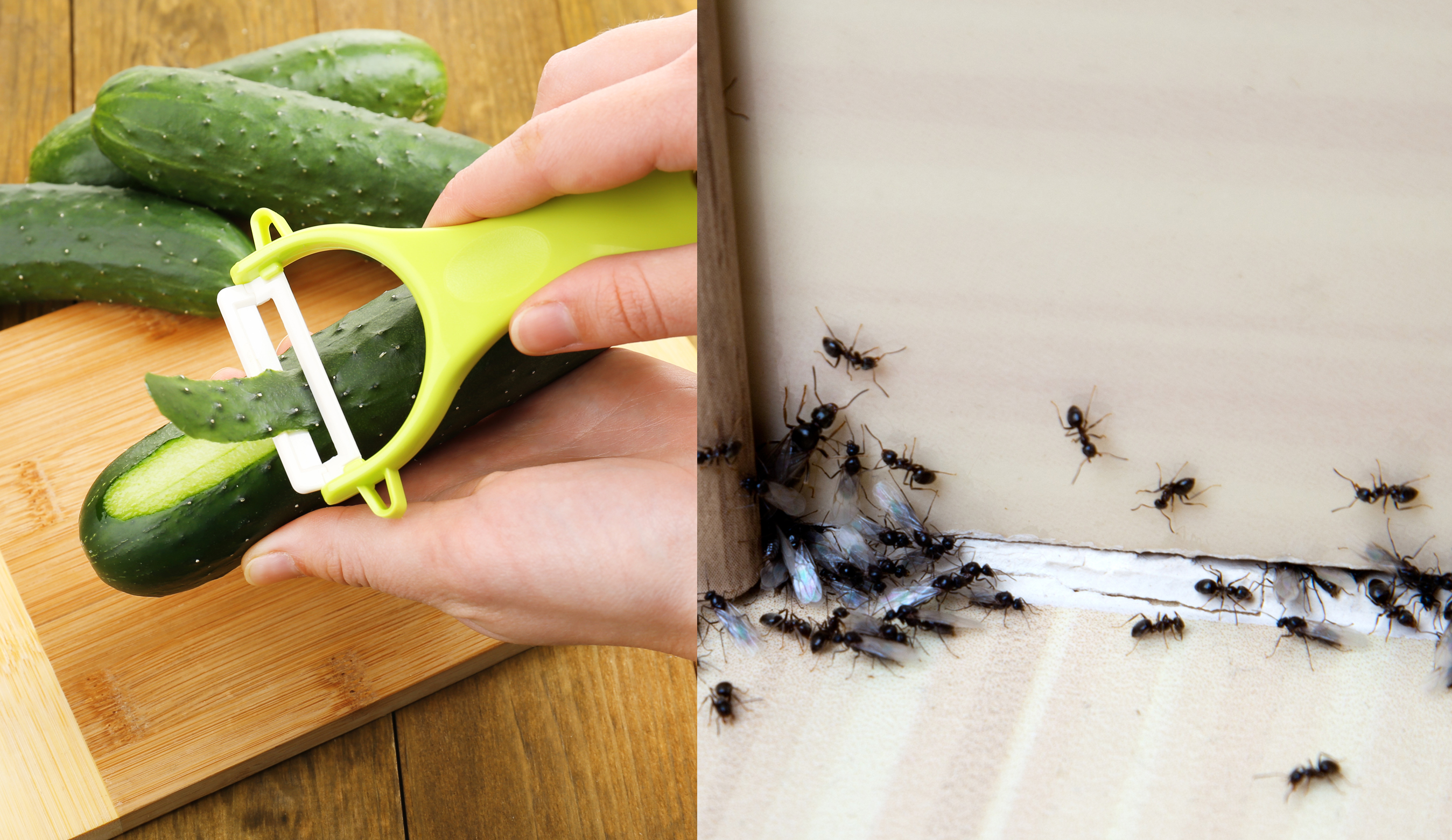Genialny sposób, by na zawsze pozbyć się mrówek z domu i ogrodu. Jedyne,  czego potrzebujesz, to ogórek - Dom