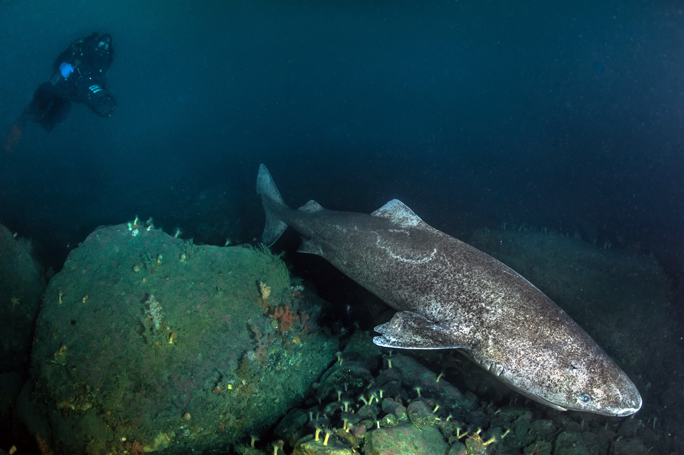 Сколько рыб водится в охотском море. Гренландская Полярная акула. Голландская Полярная акула. Гренланскаяпалярнаяакула. Гренландская Полярная акула 512 лет.