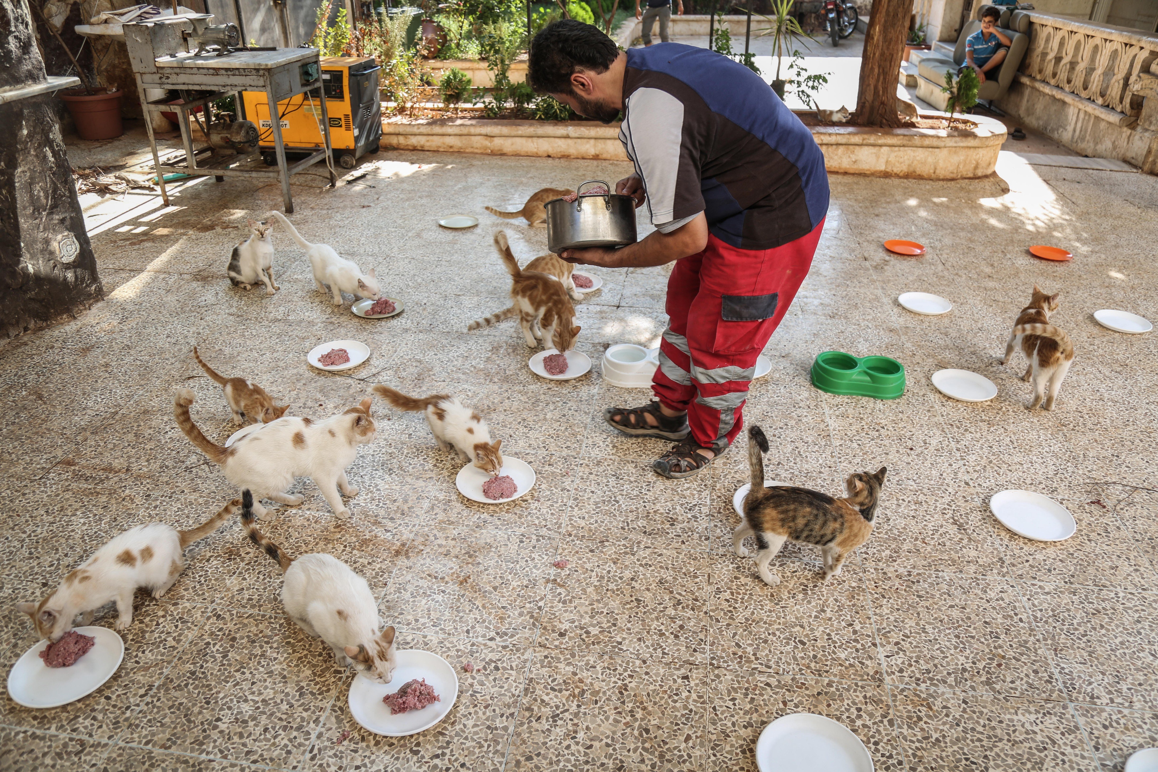 Romok között ment állatokat a szíriai macskaember - Blikk