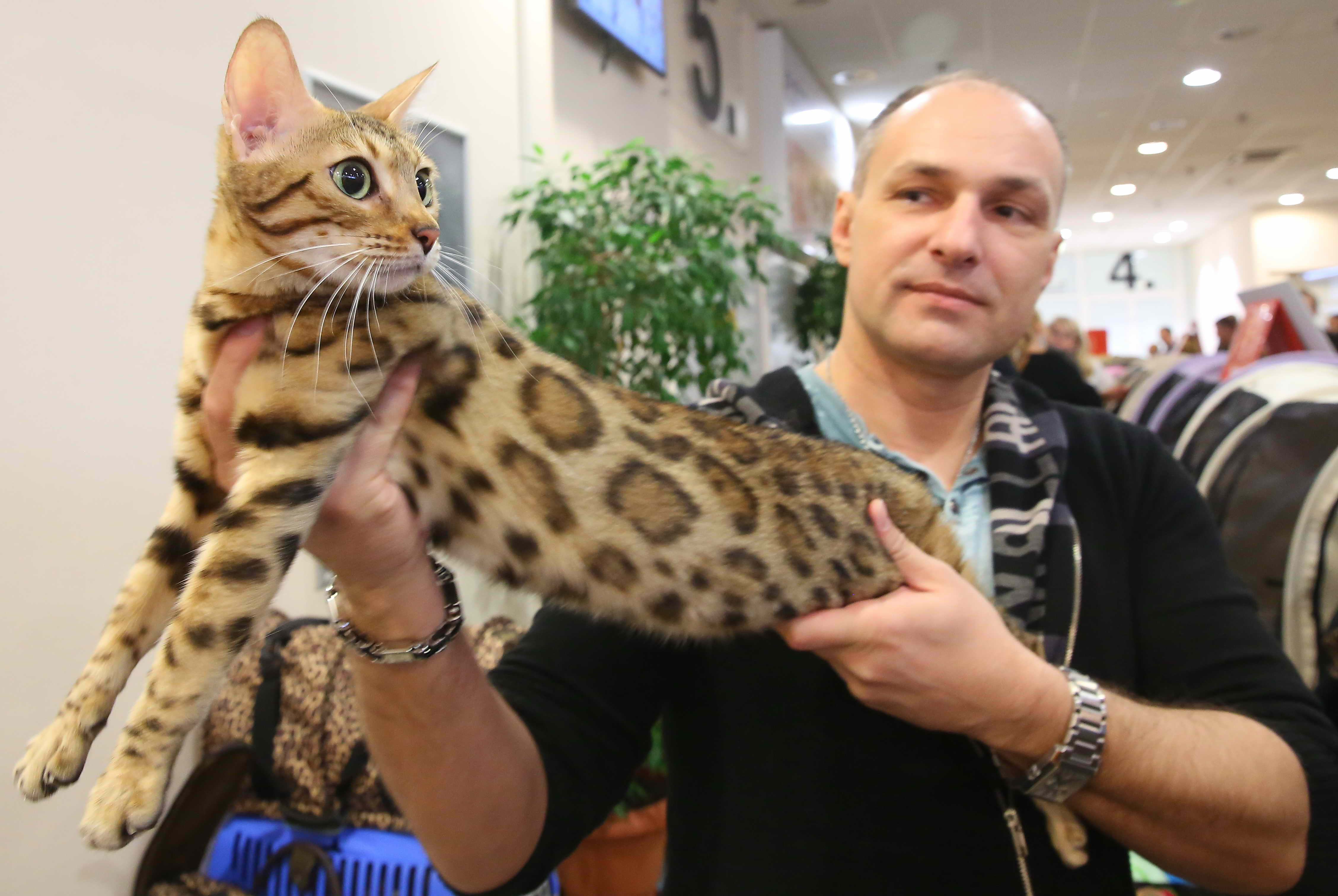 Egymillió forintot ér a macskakiállítás legértékesebb darabja - Blikk