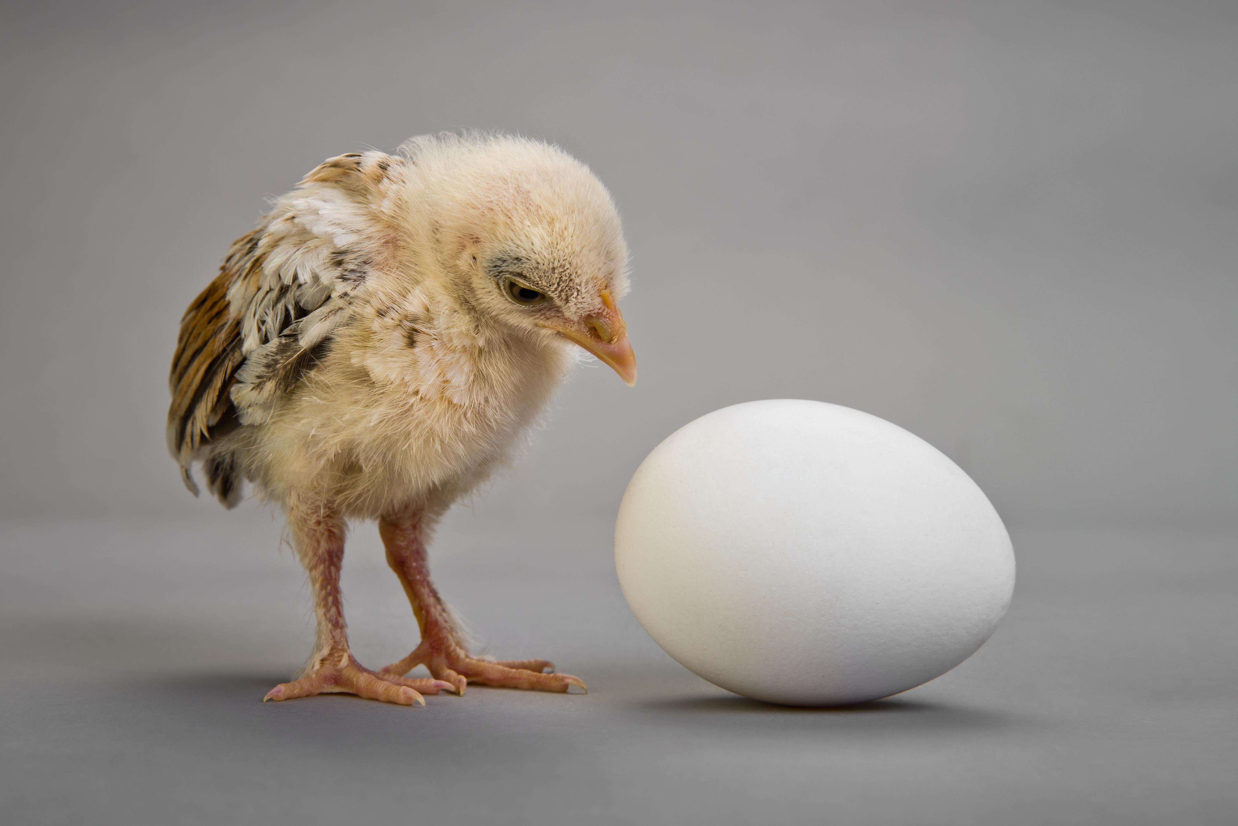 Co było pierwsze, jajko czy kura? To proste! | Newsweek