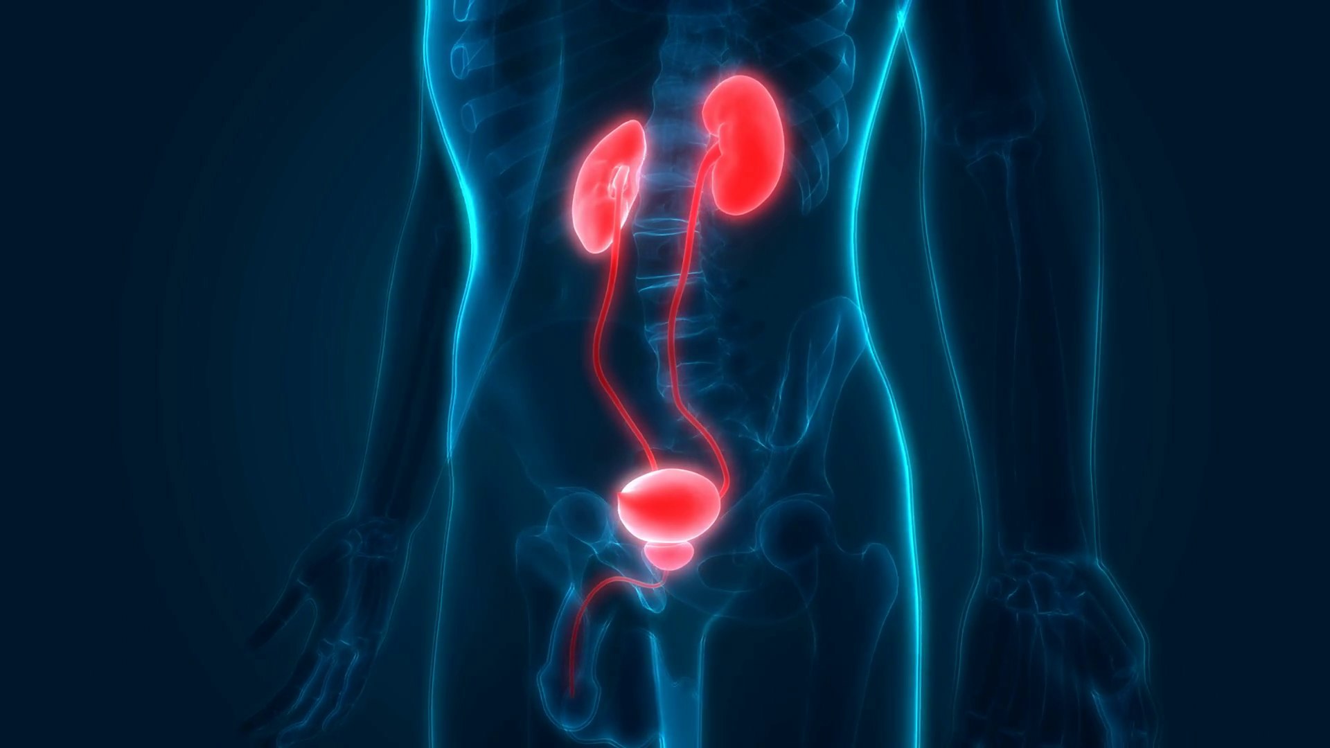 Body organs you can donate while still alive